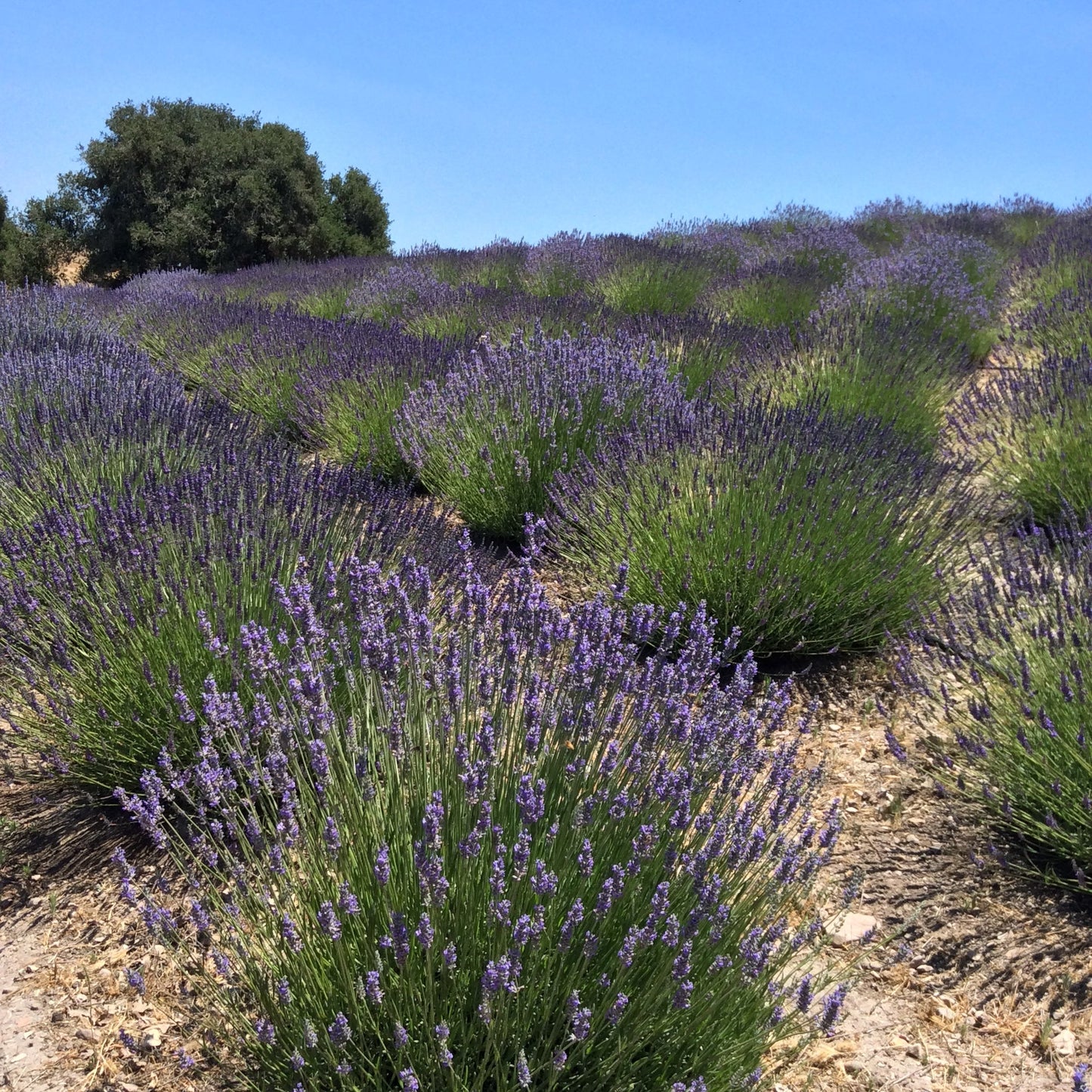 (Certified Organic)™ Lavender Sachet by California Baby, product view 4