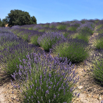 (Certified Organic)™ Lavender Sachet by California Baby, product view 4