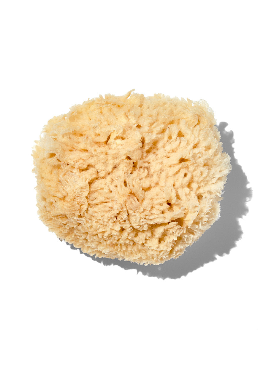 Natural "Wool" 5-6" Sea Sponge by California Baby